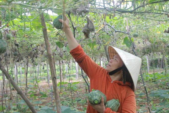 Nông dân Quỳnh Liên tập trung chăm sóc rau màu vụ xuân hè