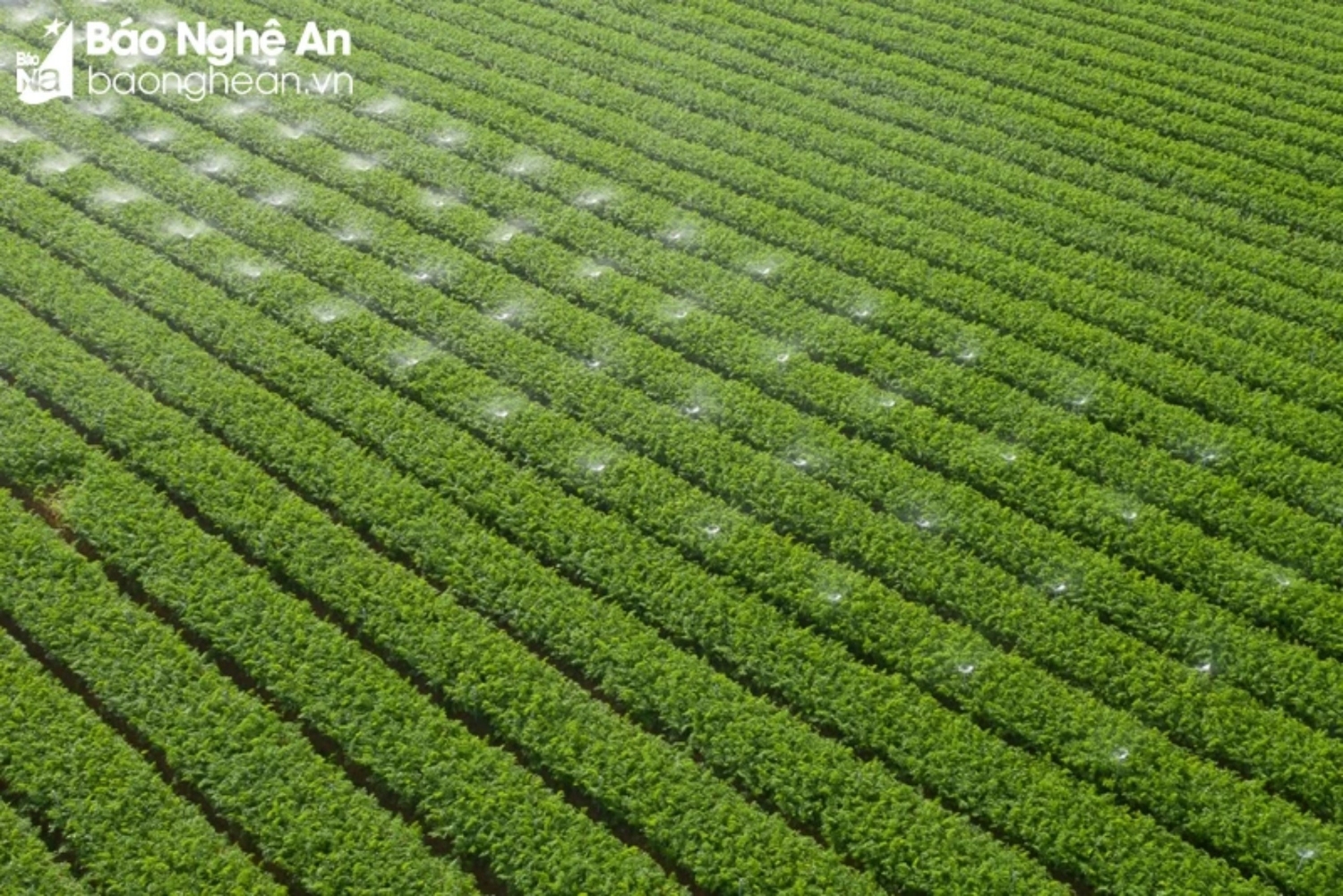 Cánh đồng cà rốt xanh bạt ngàn của xã Quỳnh Liên được trồng theo tiêu chuẩn VietGap. Ảnh: Thanh Thuỷ